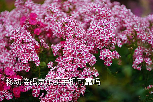 接码平台一次短信收费多少