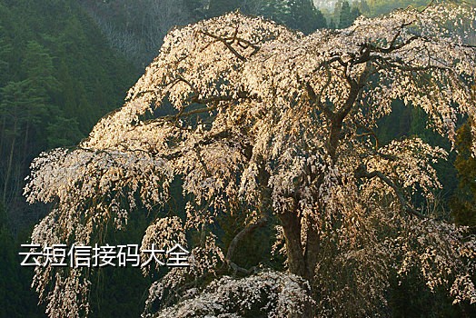 接码短信平台收不到短信
