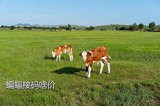 技术qq网接码