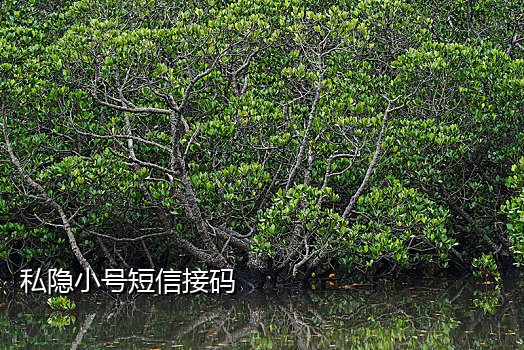 短信接码平台低充值