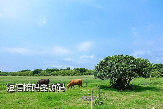 虚假短信接码软件