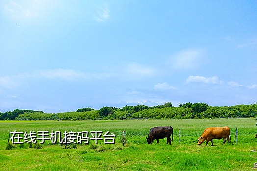 怎么接qq验证码怎么办