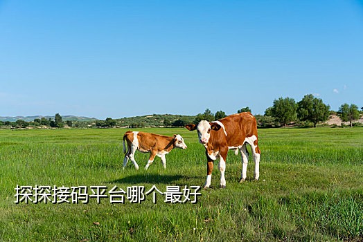 移动云手机接码