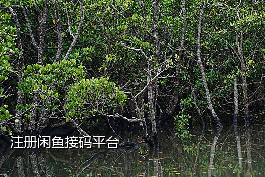 网页接码短信验证码平台