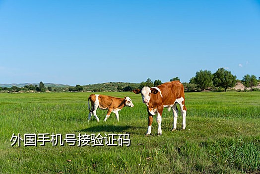 日本微信接码注册器怎么用