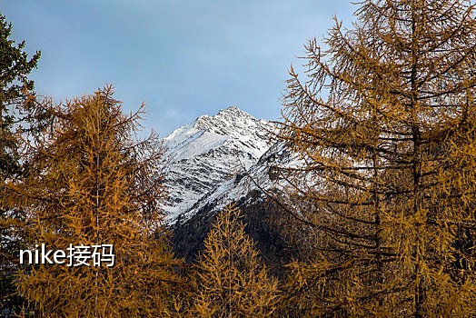 淘宝联盟 拉新 接码平台