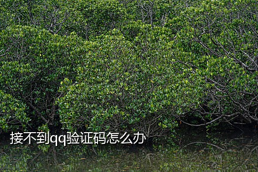 苹果接码平台网页版