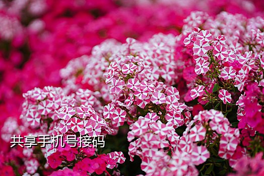 探探接码注册平台