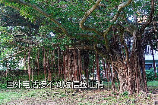 接码平台手机号码异常