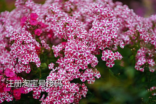 新浪微博接码注册