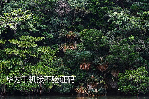 国内真实手机号免费接码