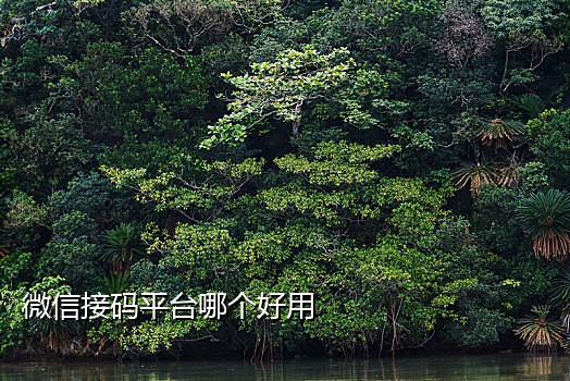 抖音接码平台大全