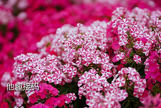 抖音换绑接码自动发卡平台