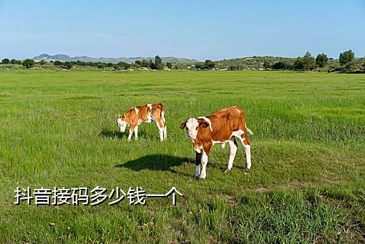 虚拟手机号接码网站如何使用