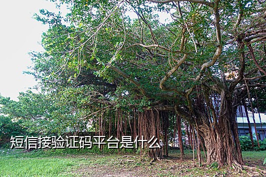 闲聊发验证码手机接不到