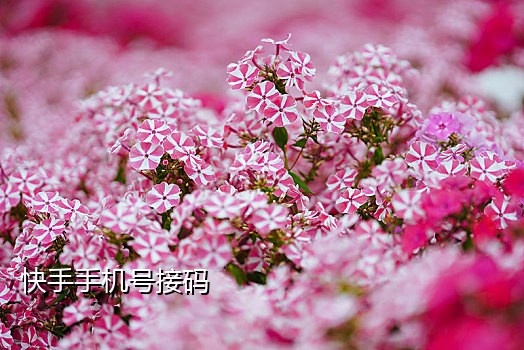 腾讯业务手机接码