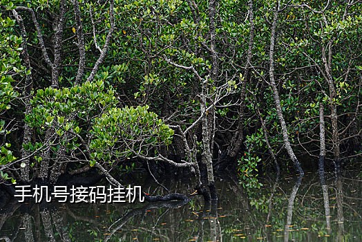 手机扫码接门锁App