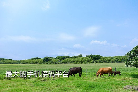 实名手机号接码怎么弄