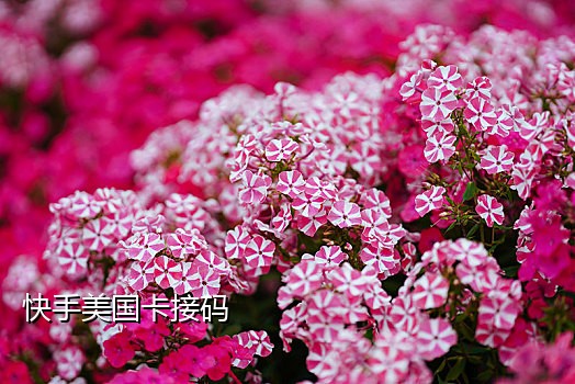 神话接码平台手机注册