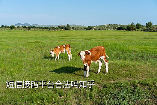 接码平台指定手机号不在线