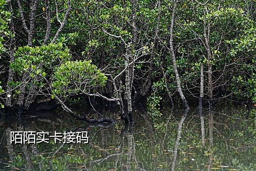接码平台手机号哪里来的