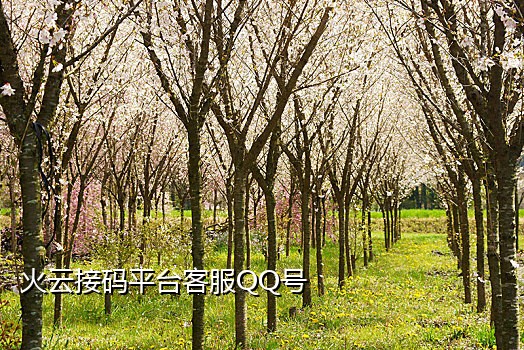 手机店拉新接码被抓