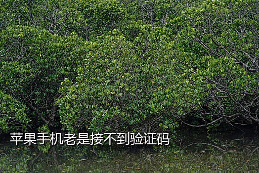 手机api接码