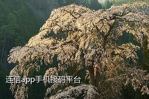 讯码接码平台手机