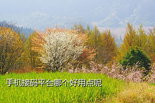 虚拟网络电话号码 接码