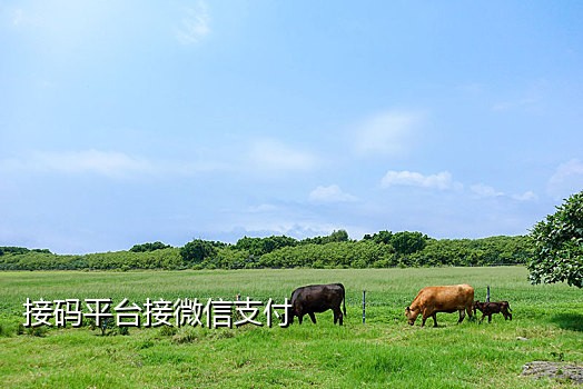 微信短信接码平台