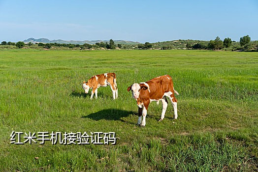 手机接验证码服务