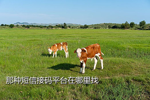 日本短信接码网站