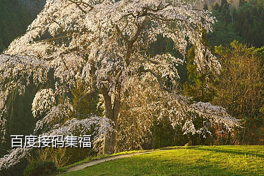 京东接码日结