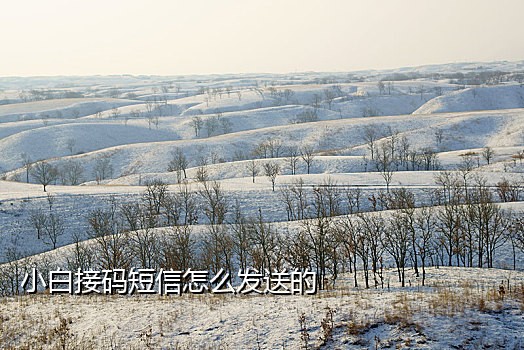 接码一个属于自己的手机号
