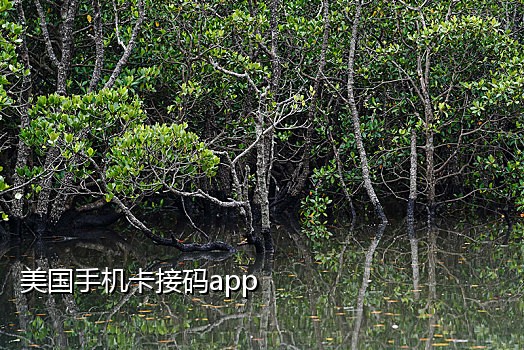 接码平台注册微信咋样