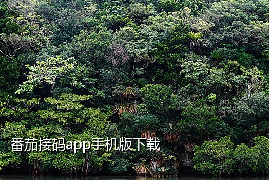 用手机号接码的平台