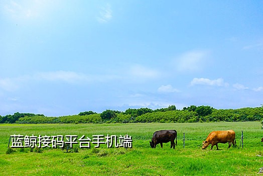 蚂蚁手机接码