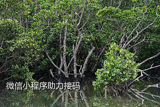 手机短信接码平台软件