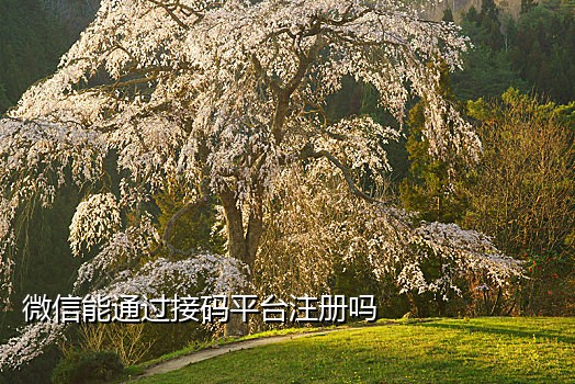 美团接码什么意思啊