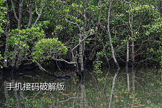 快手号手机号接不到验证码