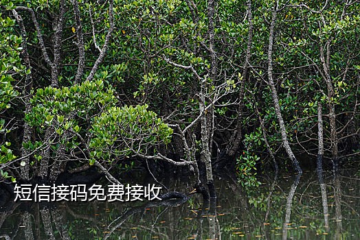 接码接收发短信的平台