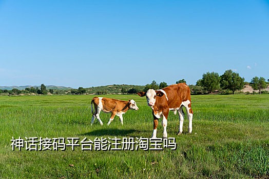 国内手机号免费接码平台