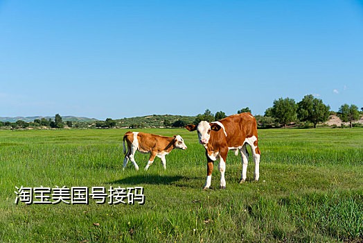 抖音英国号接码