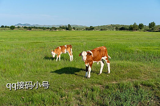 手机停机了接不到验证码