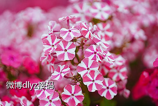 手机短信为什么接不到qq验证码