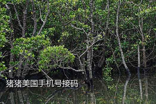 浙江手机号接码