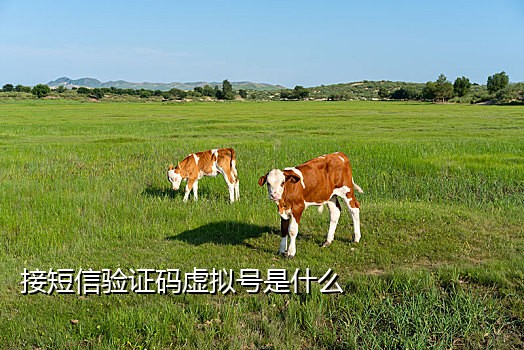 虚拟网络电话号码 接码