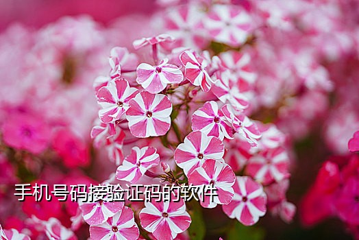 为啥用我自己的手机号接码