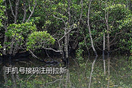 淘宝拉新用那个接码平台
