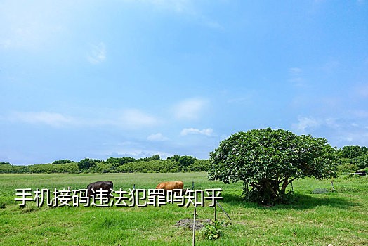 手机接码app有哪些软件